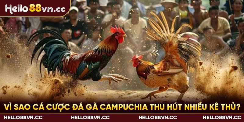 Vì sao cá cược đá gà Campuchia thu hút nhiều kê thủ?