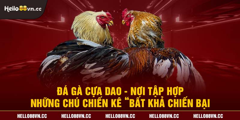 Đá gà cựa dao - Nơi tập hợp những chú chiến kê “bất khả chiến bại”