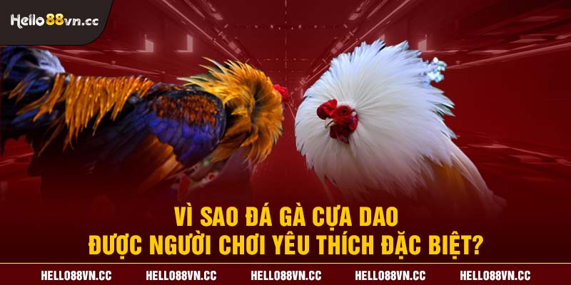 Vì sao đá gà cựa dao được người chơi yêu thích đặc biệt?