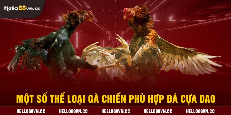 Một số thể loại gà chiến phù hợp đá cựa dao