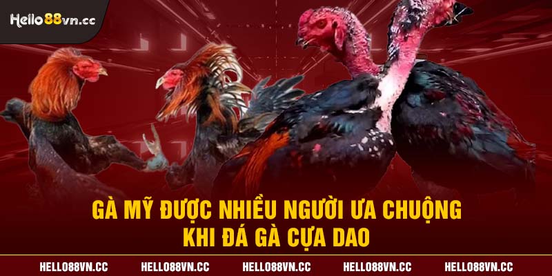 Gà Mỹ được nhiều người ưa chuộng khi đá gà cựa dao