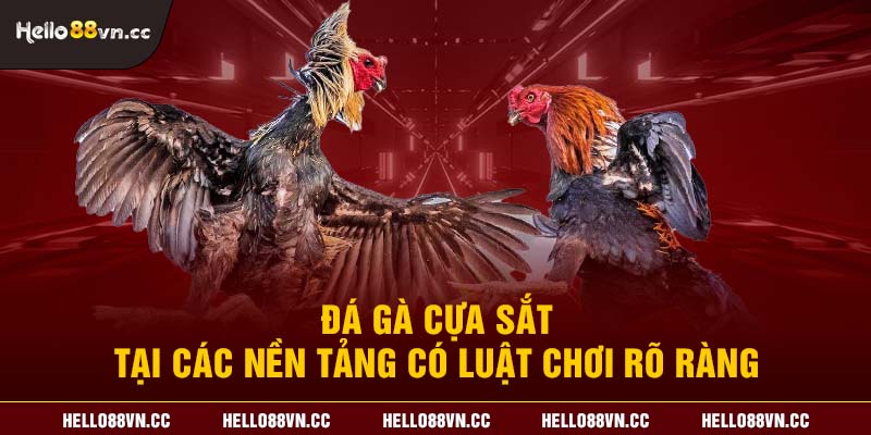 Đá gà cựa sắt tại các nền tảng có luật chơi rõ ràng