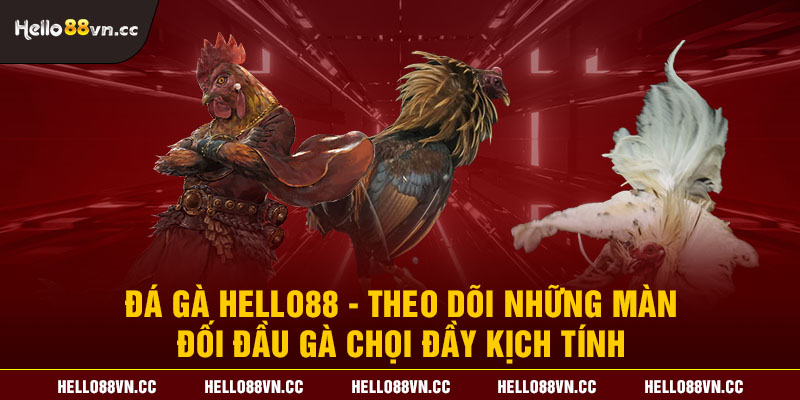 Đá gà Hello88 - Theo dõi những màn đối đầu gà chọi đầy kịch tính