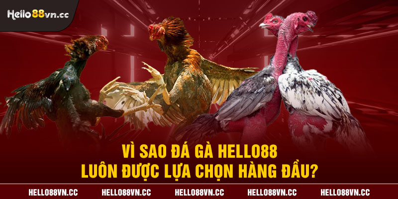 Vì sao đá gà Hello88 luôn được lựa chọn hàng đầu?