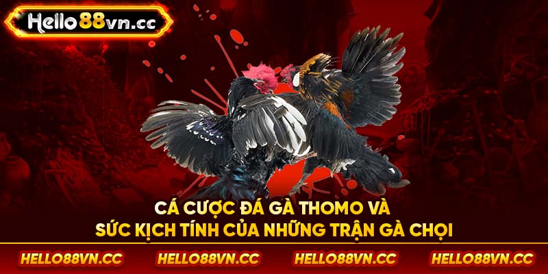 Cá cược đá gà Thomo và sức kịch tính của những trận gà chọi