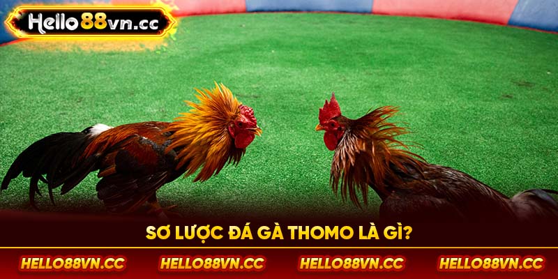 Sơ lược đá gà Thomo là gì?