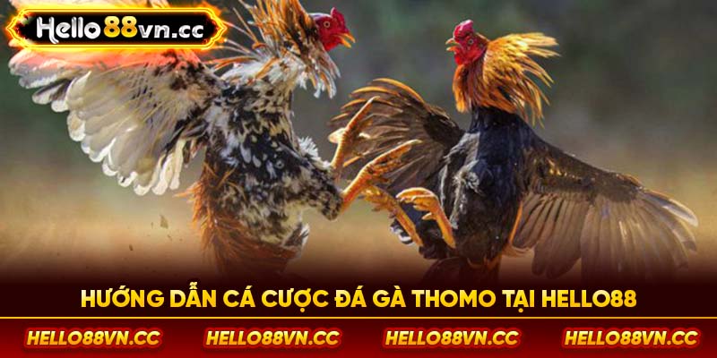 Hướng dẫn cá cược đá gà Thomo tại Hello88