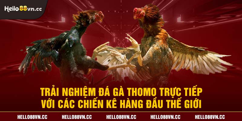 Trải nghiệm đá gà Thomo trực tiếp với các chiến kê hàng đầu thế giới