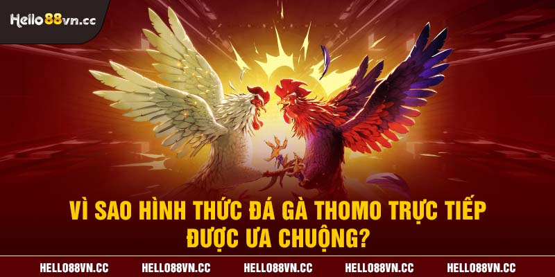 Vì sao hình thức đá gà Thomo trực tiếp được ưa chuộng?