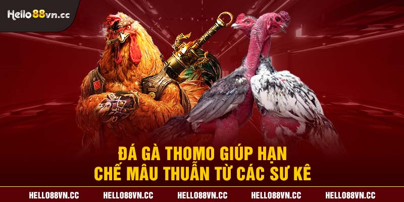 Đá gà Thomo giúp hạn chế mâu thuẫn từ các sư kê