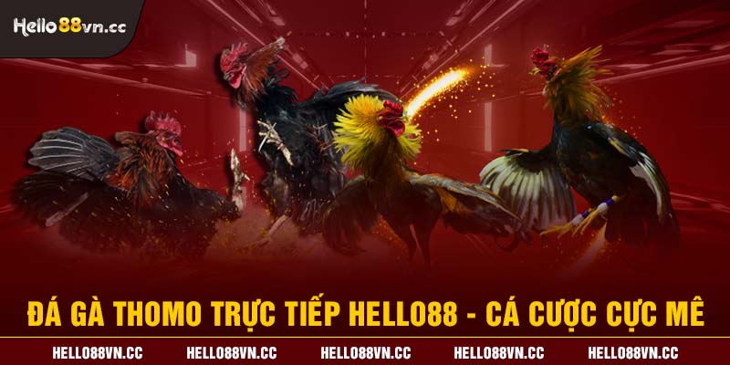 Đá gà Thomo trực tiếp Hello88 - Cá cược cực mê