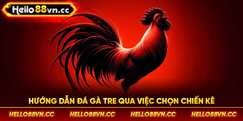 Hướng dẫn đá gà tre qua việc chọn chiến kê