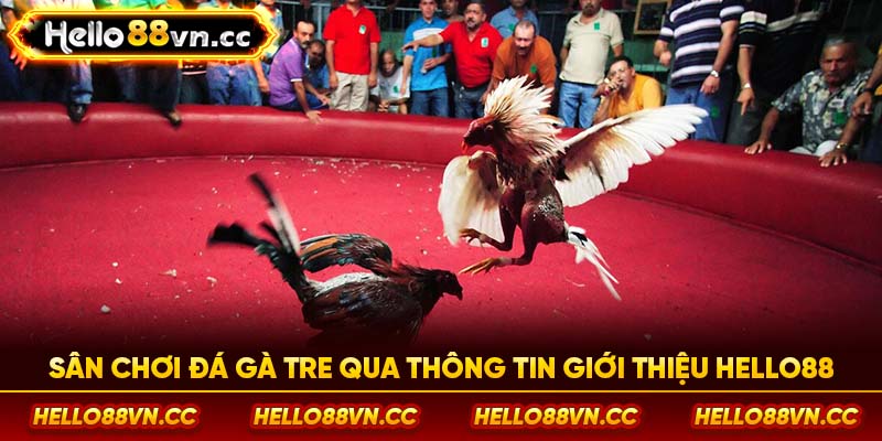 Sân chơi đá gà tre qua thông tin giới thiệu Hello88